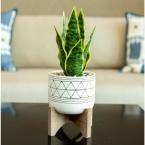 12 in. Snake Plant in Black GEO Paint White Ceramic Pot on Wood Stand