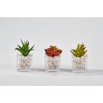 2.25 in. Succulent in Square Glass Container (Set of 3)
